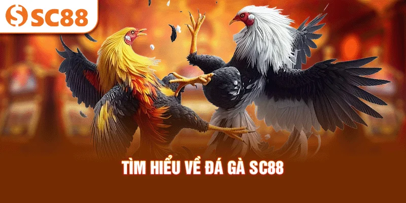 tim-hieu-ve-da-ga-sc88