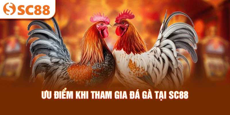uu-diem-khi-tham-gia-da-ga-tai-sc88