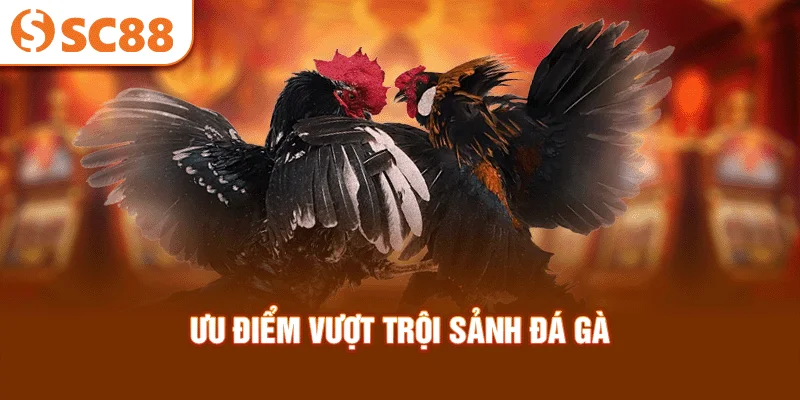 uu-diem-vuot-troi-sanh-da-ga